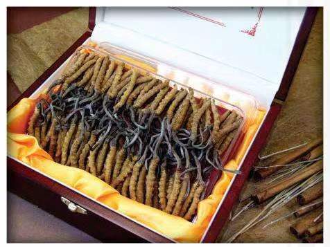 玉树冬虫夏草回收